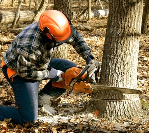 Tree Removal in Kingston, NY